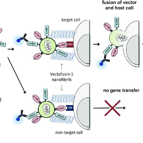 vectofusin-1